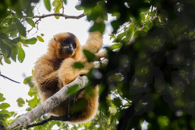 Jahoo: Gibbon Tracking Walk in Keo Seima Wildlife Sanctuary - What you need to know about this jungle adventure