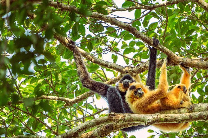 Jahoo: Gibbon Tracking Walk in Keo Seima Wildlife Sanctuary - Key Points
