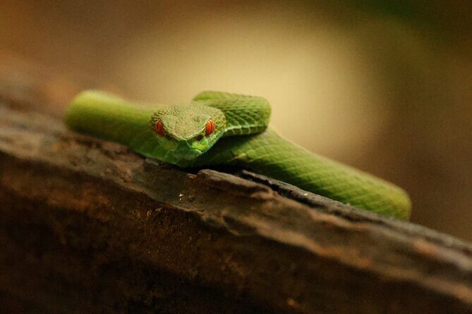 Jahoo: Gibbon Tracking Walk in Keo Seima Wildlife Sanctuary - Final thoughts: Is it worth it?