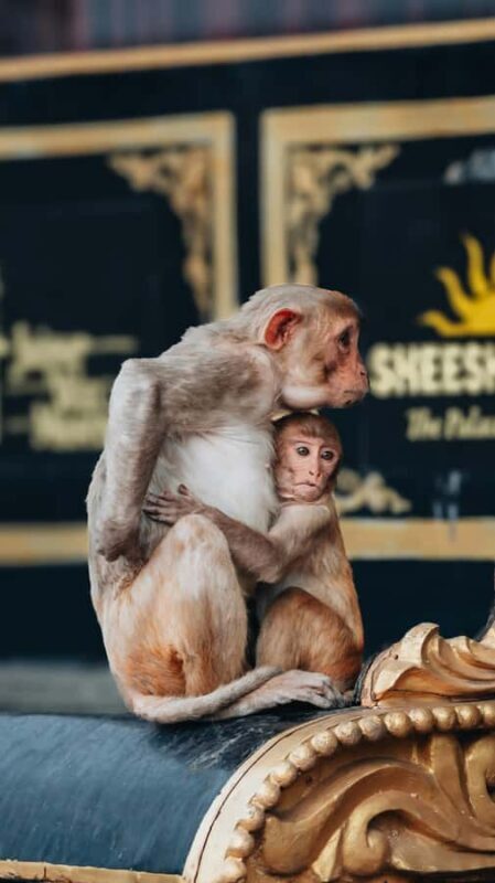 Jaipur: 4-hour Morning Tuk Tuk Tour Local Life With Temple - Tasting Local Snacks and Masala Chai