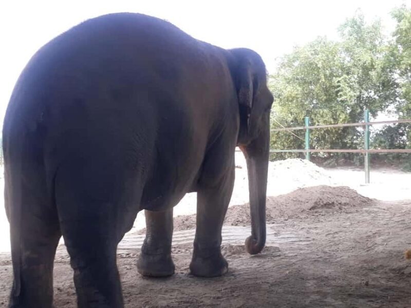 Jaipur: Amer fort, Hawa Mahal and Elefantastic Jaipur Tour - Who Is This Tour Best Suited For?