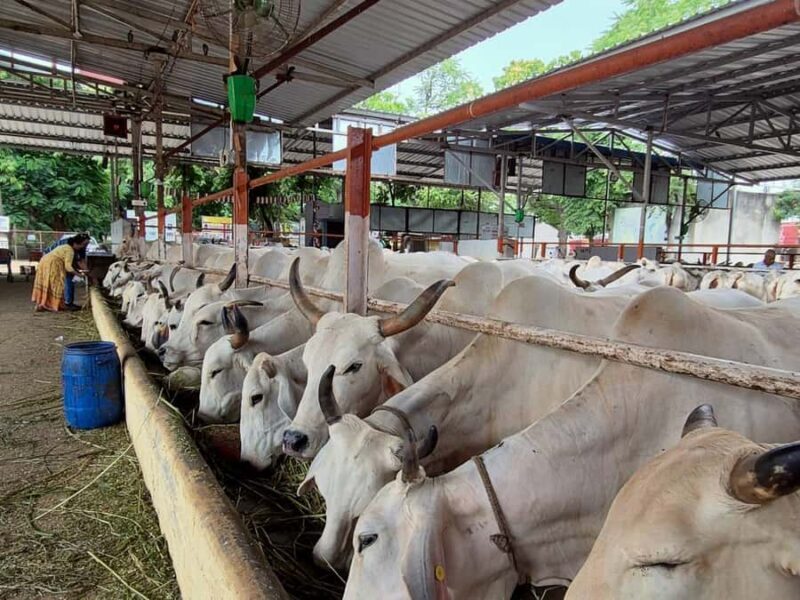 Jaipur: Birla Mandir and Gaushala. 2-Hour Cultural Immersion - Key Points