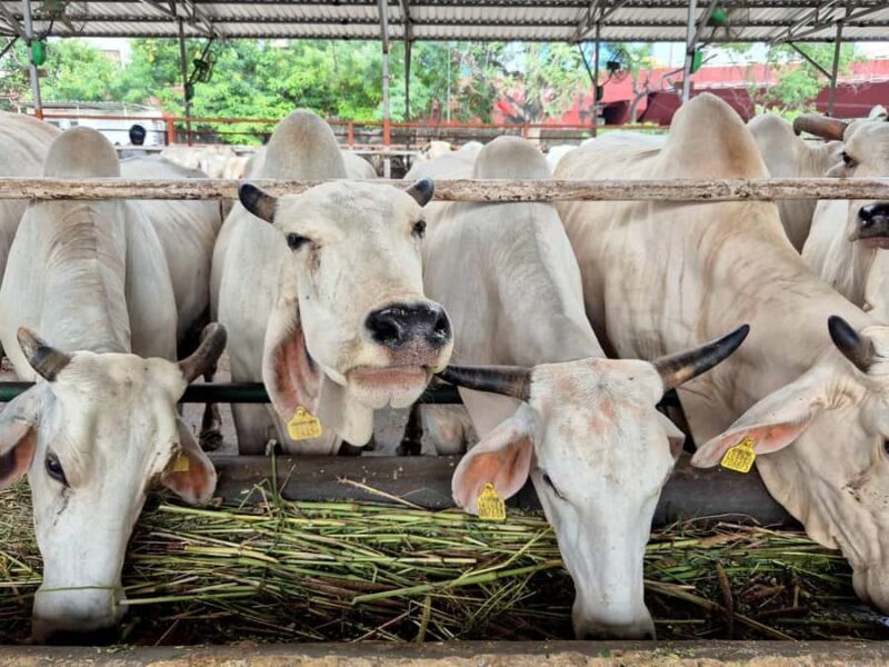 Jaipur: Birla Mandir and Gaushala. 2-Hour Cultural Immersion - Why Choose This Tour?