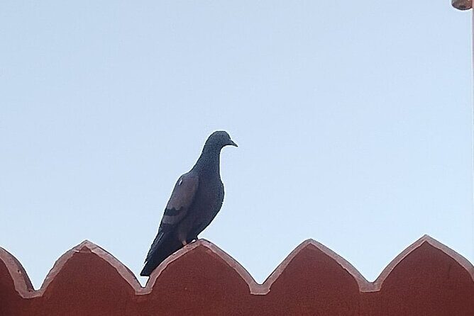 Jaipur City Full Day Luxury Private Tour - Panna Meena Ka Kund – The Hidden Stepwell