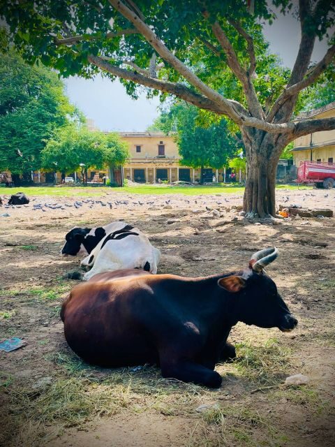 Jaipur Day Tour with Personal Tour Guide and Driver - Practical Tips for Your Jaipur Tour