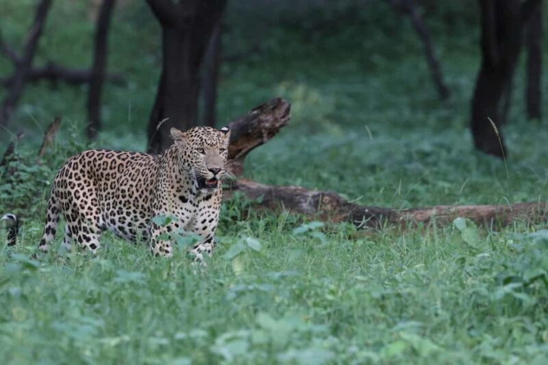 Jaipur: Discover the Hidden Leopards of Jhalana - Key Points