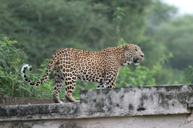 Jaipur: Discover the Hidden Leopards of Jhalana - Booking & Pricing