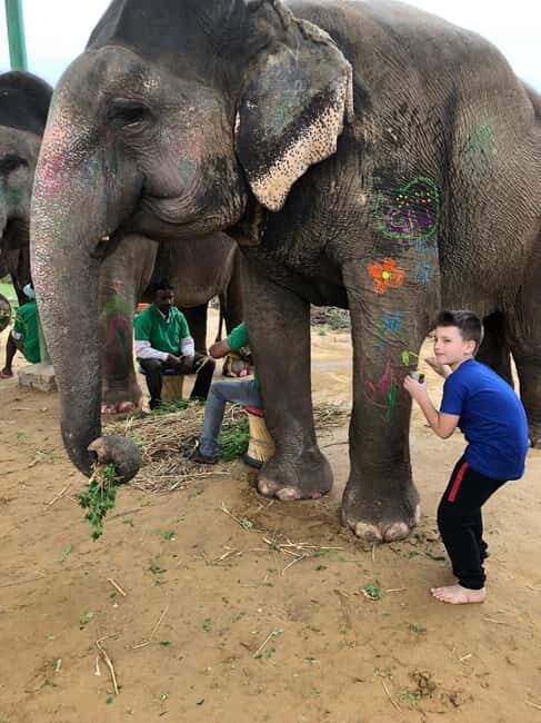 Jaipur: Elephant Interaction Tour - What to Expect from the Jaipur Elephant Interaction Tour