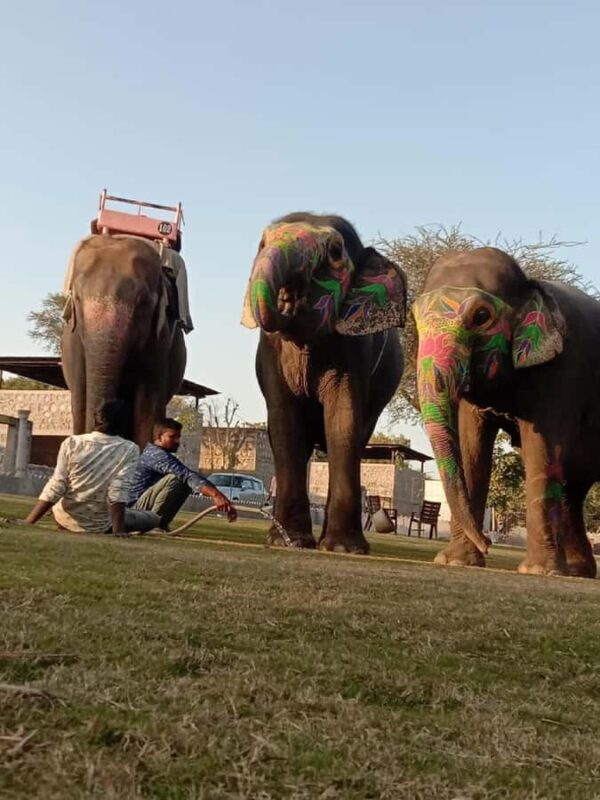Jaipur Elephant Village: All Activity in Village with Pickup - FAQ