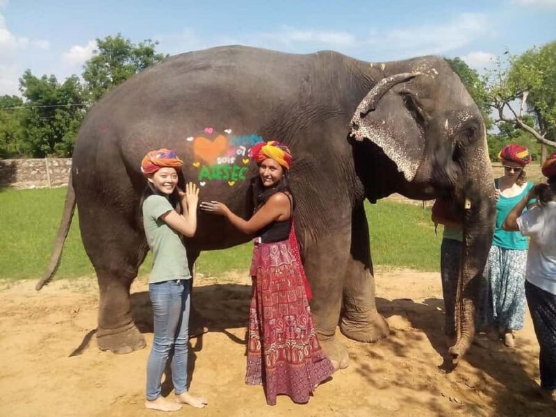 Jaipur Elephant Village: Elephant Riding, Painting, Feeding - What to Expect from the Jaipur Elephant Village Tour