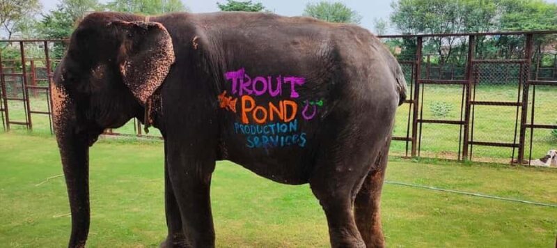 Jaipur Elephant Village: Elephant Riding, Painting, Feeding - Final Thoughts