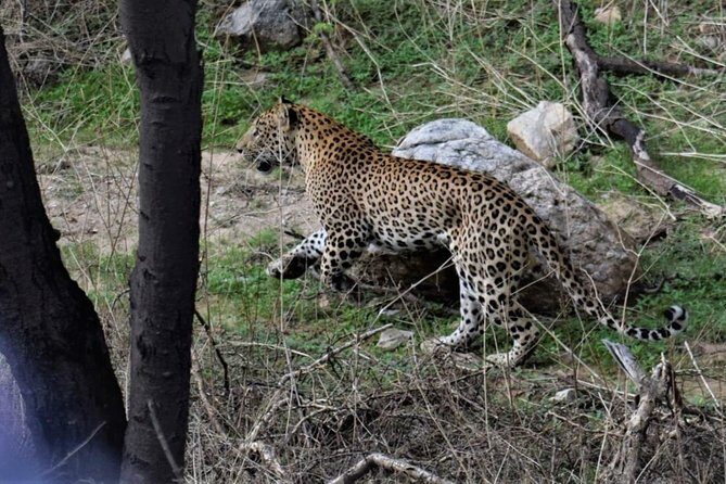 Jaipur half day Jhalana Leopard Safari - What to Expect from the Jhalana Leopard Safari