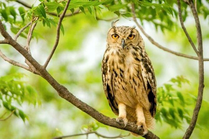 Jaipur half day Jhalana Leopard Safari - Final Thoughts: Is It Worth It?