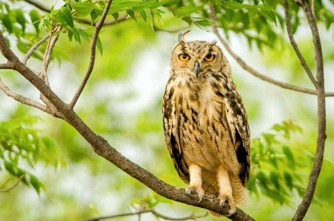 Jaipur half day Jhalana Leopard Safari - FAQ