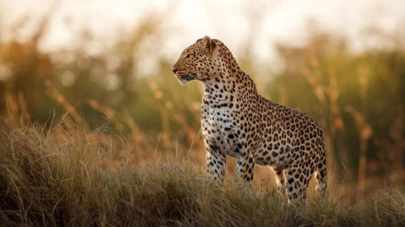 Jaipur: Half-Day Jhalana Leopard Safari with Guide - Key Points