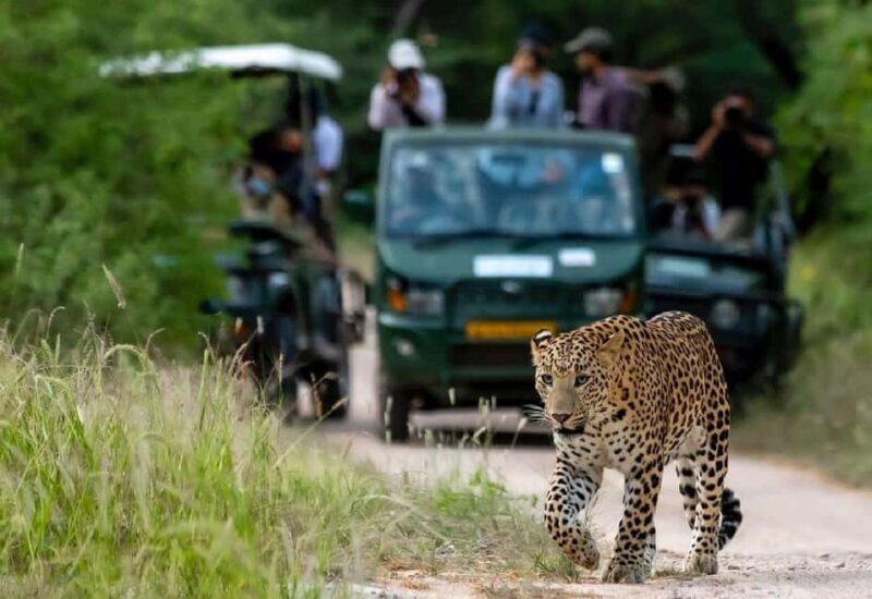 Jaipur: Half-Day Jhalana Leopard Safari with Guide - An In-Depth Look at the Jhalana Leopard Safari