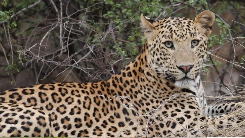 Jaipur: Half-Day Jhalana Leopard Safari with Guide - Practical Tips for Your Safari
