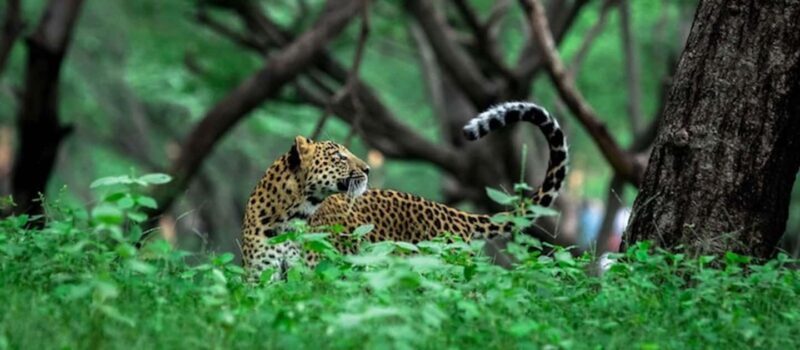 Jaipur: Half-Day Jhalana Leopard Safari with Guide - FAQ