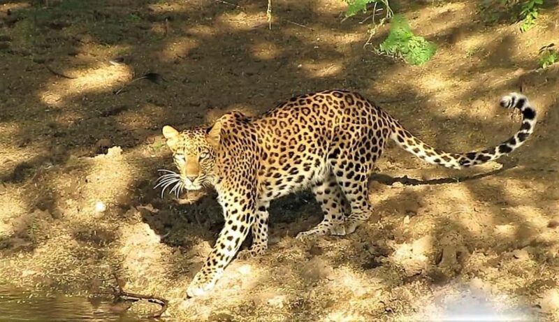 Jaipur: Half Day Leopard Safari and Guided City Tour - Practical Details and What to Expect