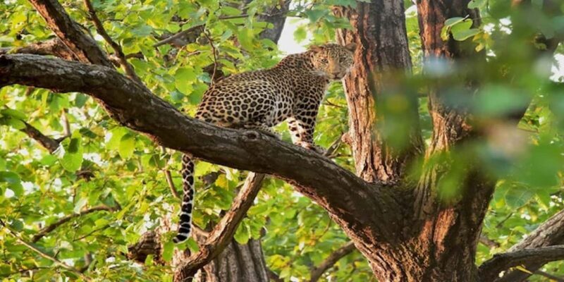 Jaipur: Half Day Leopard Safari and Guided City Tour - The Sum Up
