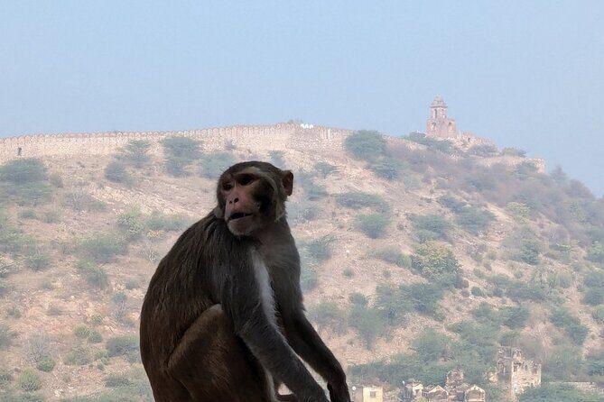 Jaipur Half-Day Or Full Day Tour With Guide - The Value of a Guided Experience