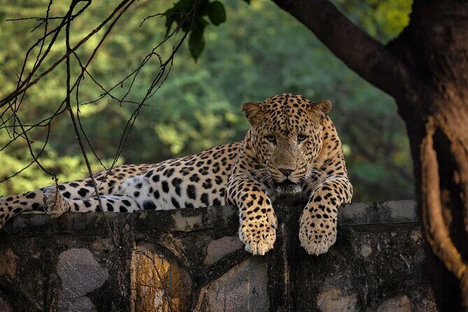 Jaipur Half Day Tour with Jhalana Leopard Safari - Exploring Jaipur in Half a Day: Heritage & Wildlife Combined