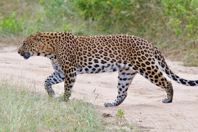 Jaipur Half Day Tour with Jhalana Leopard Safari - An In-Depth Look at the Itinerary