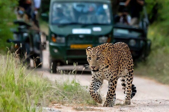 Jaipur Half Day Tour with Jhalana Leopard Safari - Who Should Consider This Tour?