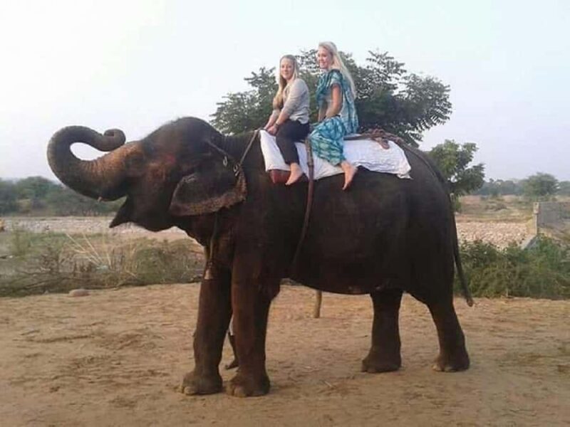 Jaipur: Hathi Gaon Elephant Riding Painting-Feeding Activity - Value and Pricing