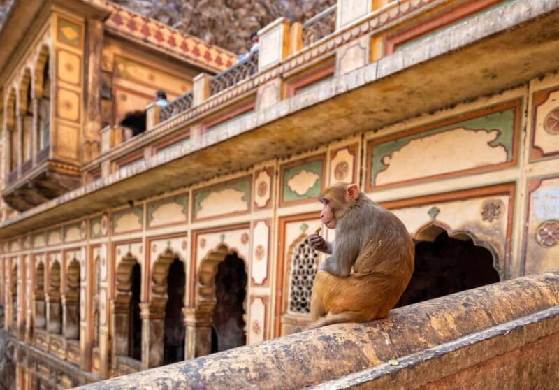 Jaipur: Heritage Forts & Palaces Tour with Monkey Temple - Final Thoughts
