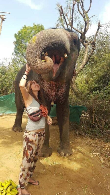 Jaipur: Interactive Elephant Experience Feed, Paint & Ride - Jaipur: Interactive Elephant Experience Feed, Paint & Ride - Review