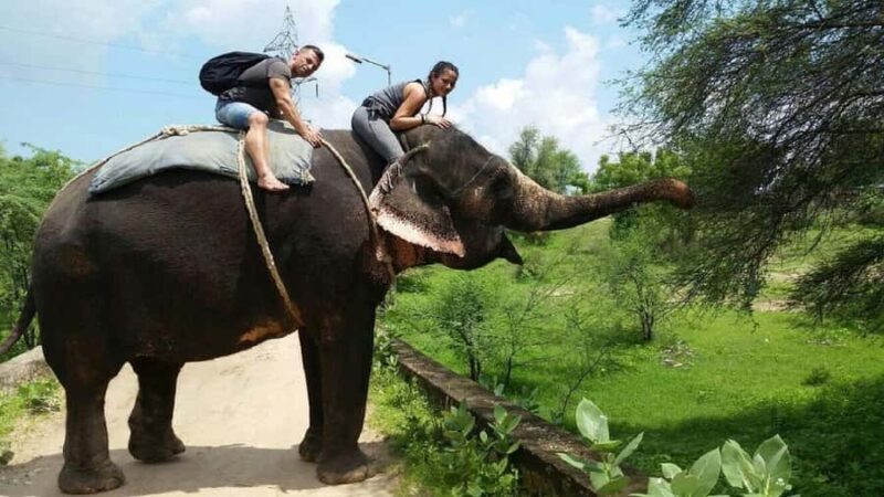 Jaipur: Interactive Elephant Experience Feed, Paint & Ride - Who Will Love This Experience?