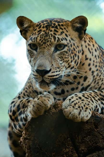 Jaipur: Jhalana Amagarh Leopard Reserve 4×4 Jeep Safari - FAQ