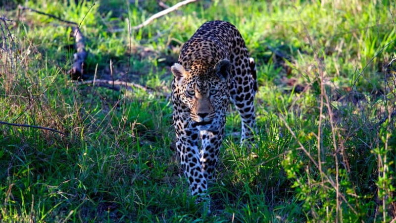 Jaipur: Jhalana Amagarh Leopard Safari Park Guided Tour - Key Points
