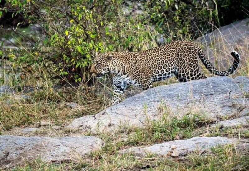 Jaipur: Jhalana Amagarh Leopard Safari Park Guided Tour - Detailed Breakdown of the Tour