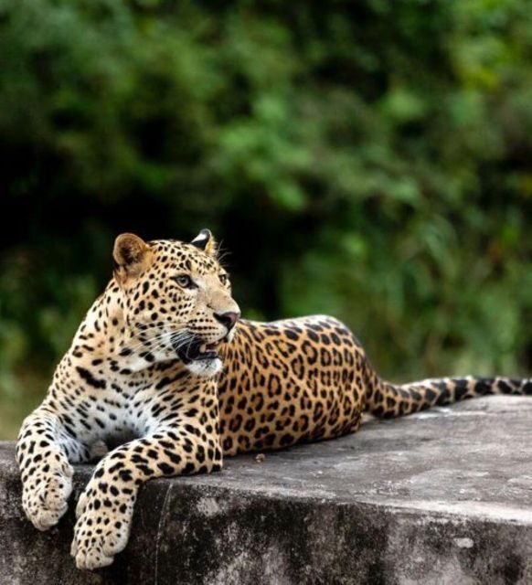 Jaipur: Jhalana/Amagarh leopard safari private tour - The Experience: What You Can Expect