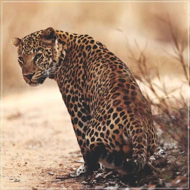 Jaipur: Jhalana/Amagarh leopard safari private tour - The Practicalities: What You Need to Know