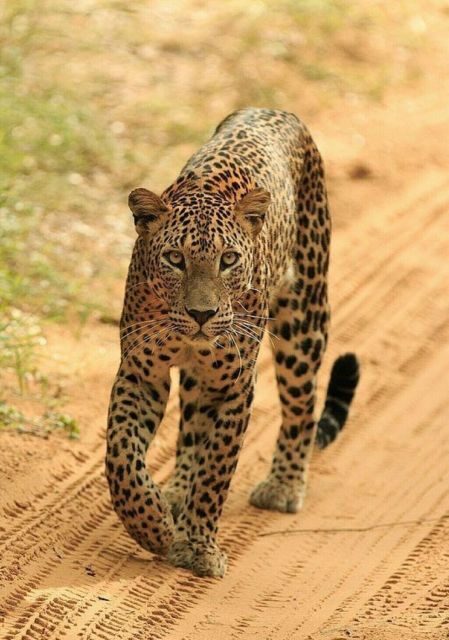 Jaipur: Jhalana/Amagarh leopard safari private tour - Final Thoughts