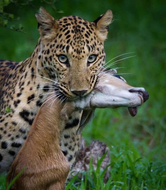 Jaipur: Jhalana/amagarh Leopard Safari - Key Points
