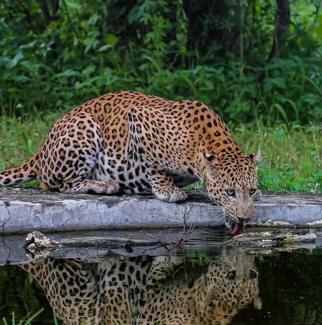 Jaipur: Jhalana/amagarh Leopard Safari - What to Bring and Wear