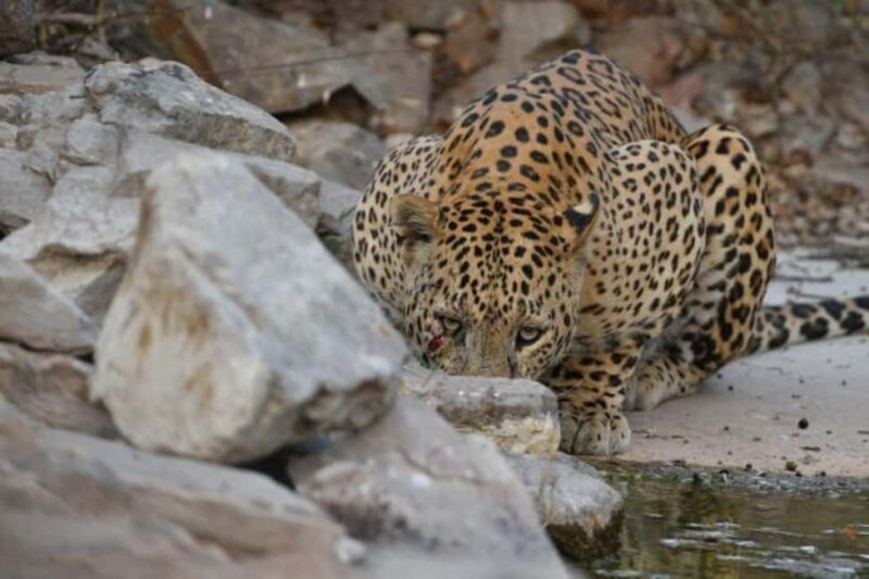 Jaipur: Jhalana/amagarh Leopard Safari - Who Should Consider This Safari?