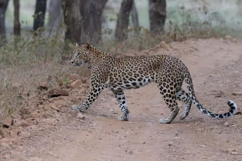Jaipur: Jhalana/Amargarh Leopard Safari Private Tour - Introduction