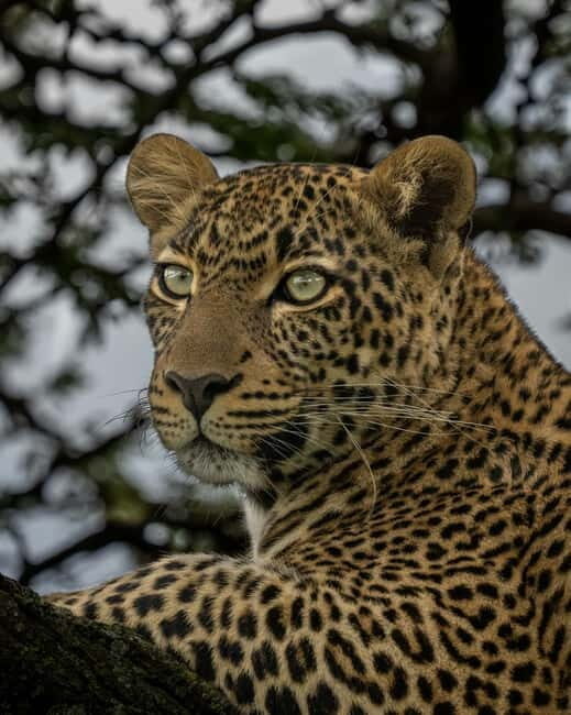 Jaipur: Jhalana leopard safari private tour - The Itinerary: What to Expect from Start to Finish