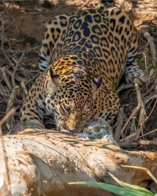 Jaipur: Jhalana leopard safari private tour - Pricing & Value