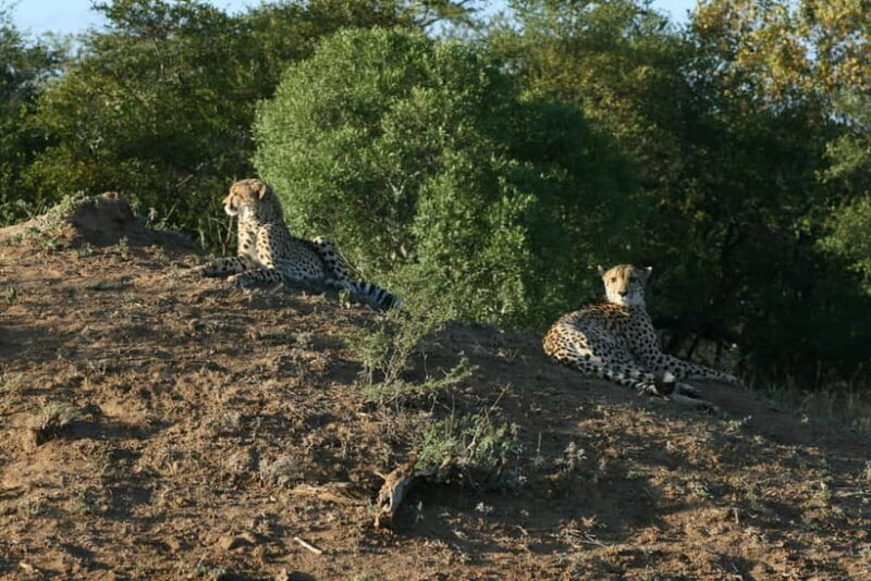 Jaipur: Jhalana leopard safari private tour - Who Should Consider This Safari?