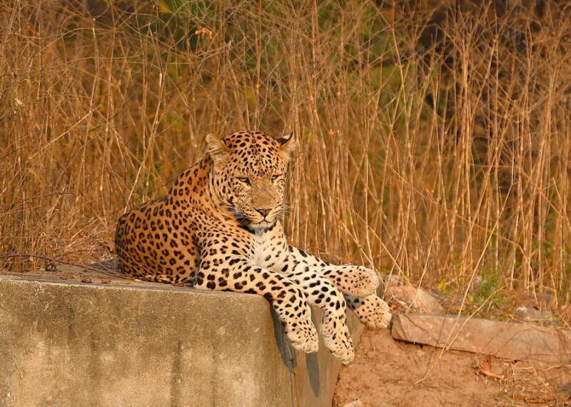 Jaipur: Jhalana Leopard Safari Tour - Key Points
