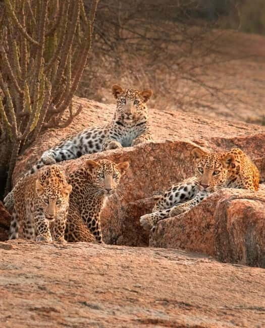 Jaipur: Jhalana leopard safari tour with hotel pickup & drop - The value of this safari experience