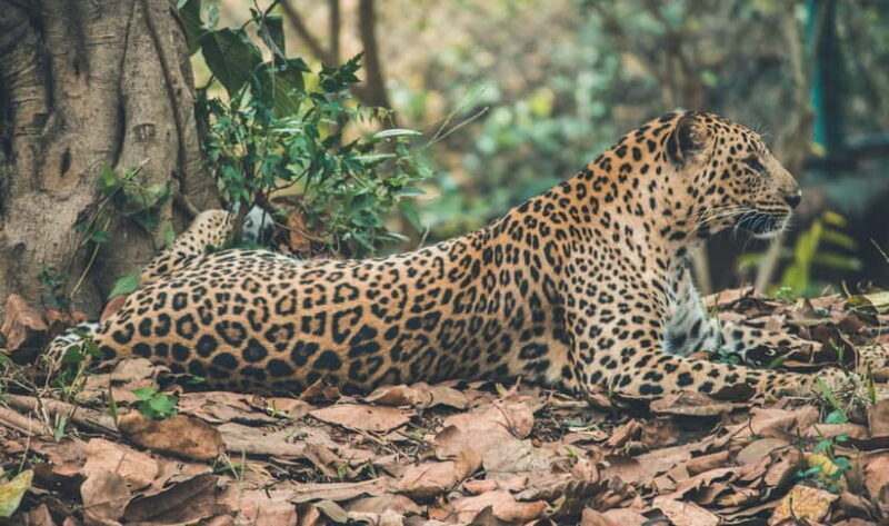 Jaipur: Jhalana leopard safari tour with hotel pickup & drop - Who should consider this safari?