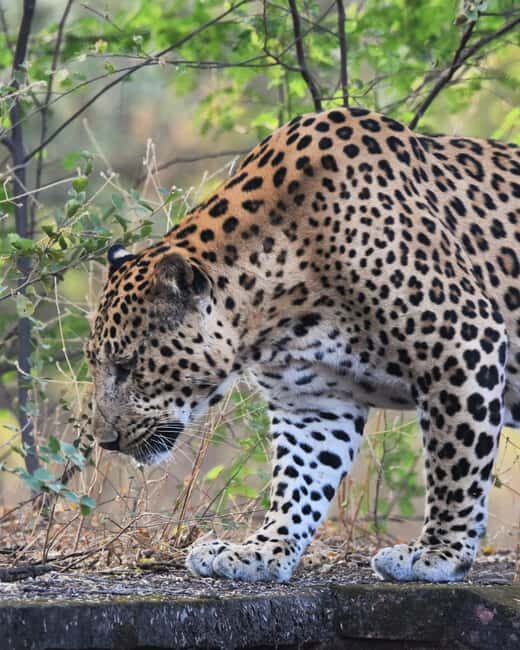 Jaipur: Jhalana Leopard Safari with Bird Watching - An In-Depth Look at the Jhalana Leopard Safari Experience