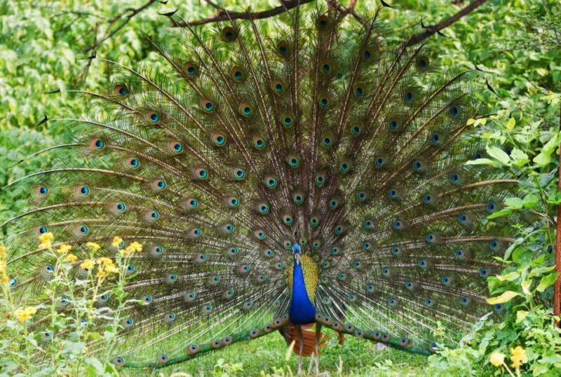 Jaipur: Jhalana Leopard Safari with Bird Watching - FAQ